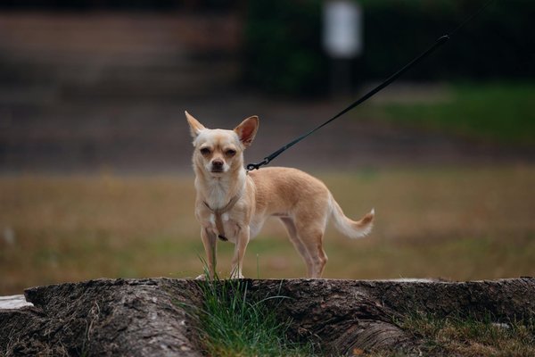 Mentale stärke für langstreckenläufer: deine schritt-für-schritt-anleitung zur optimalen vorbereitung!